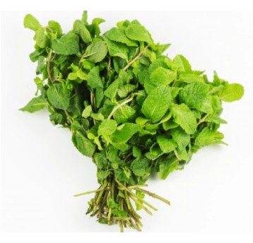 Mięta pęczek HUNG BAC HA